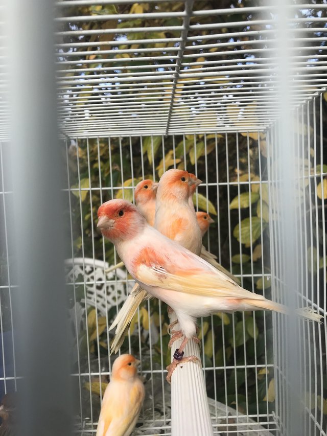 Preview of the first image of WANTED all birds finches parakeets parrots.