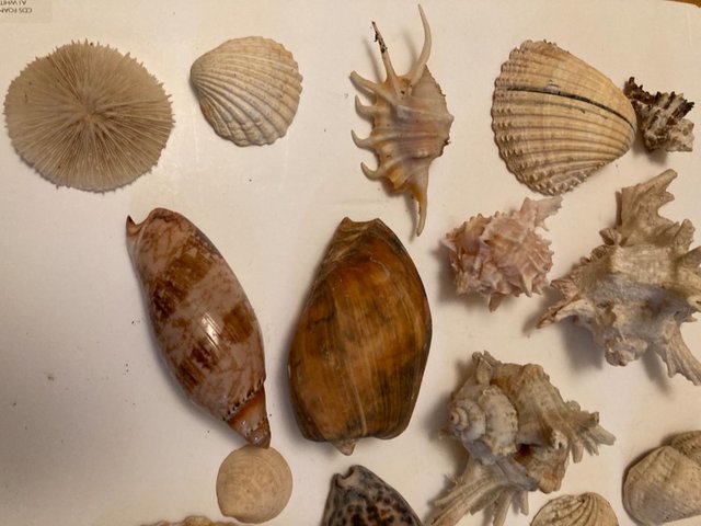 Image 2 of Shells : small and large natural shell collection