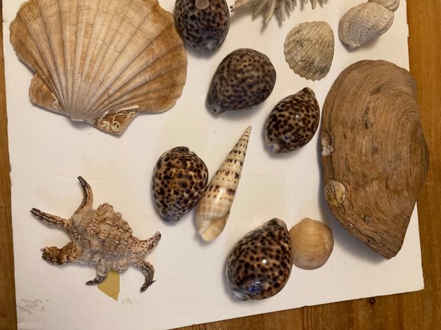 Image 3 of Shells : small and large natural shell collection