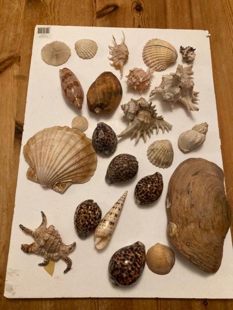 Preview of the first image of Shells : small and large natural shell collection.