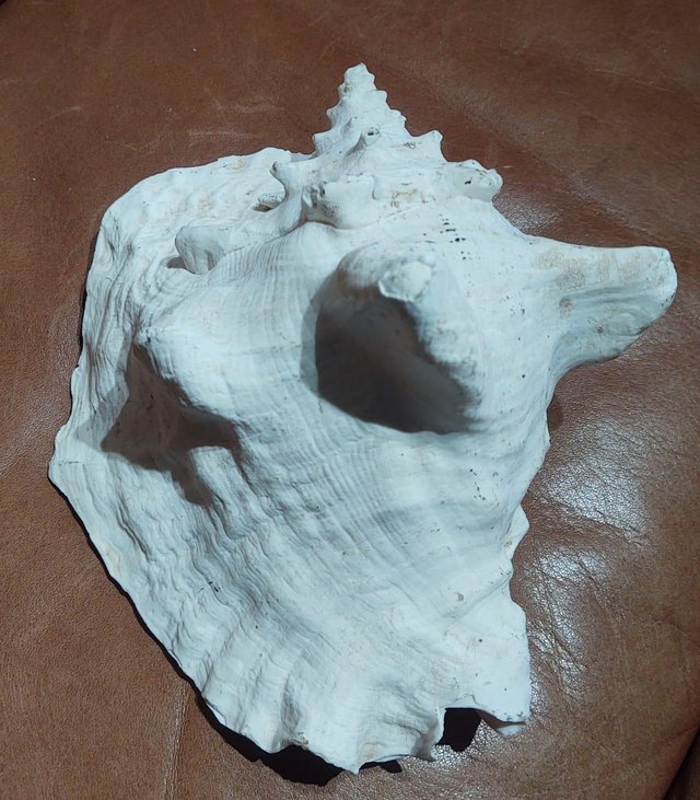 Preview of the first image of Medium Sized Vintage Conch Sea Shell.