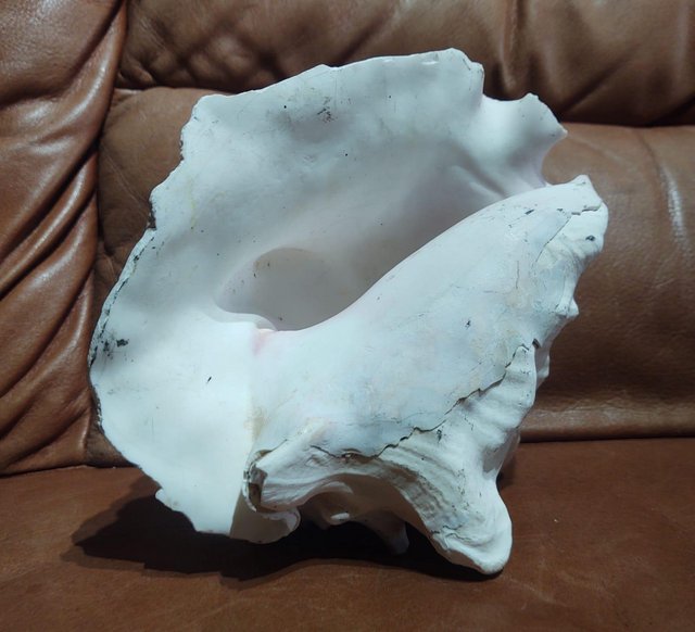 Image 3 of Medium Sized Vintage Conch Sea Shell