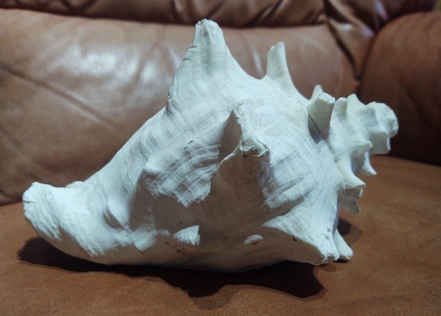 Preview of the first image of A Medium Sized Vintage Conch Sea Shell.