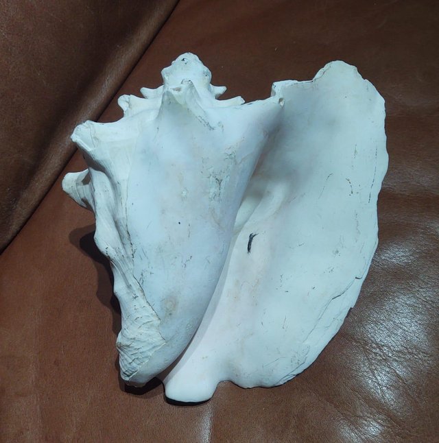 Image 2 of A Medium Sized Vintage Conch Sea Shell