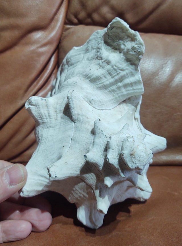 Image 3 of A Medium Sized Vintage Conch Sea Shell