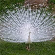 Preview of the first image of White peacocks wanted for free.