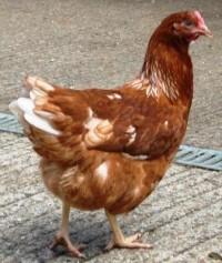 Image 2 of Point of lay hybrid chickens for sale