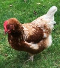 Image 3 of Point of lay hybrid chickens for sale
