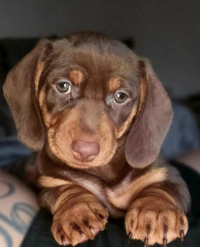 Sausage dogs 2024 for sale yorkshire