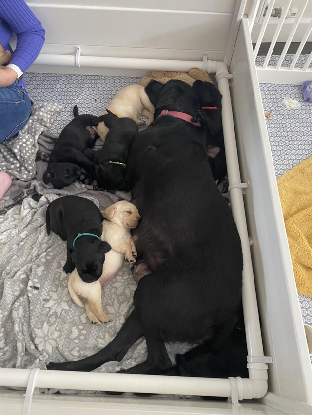 Image 13 of KC registered Labrador Puppies